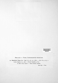 Ramularia vincae image